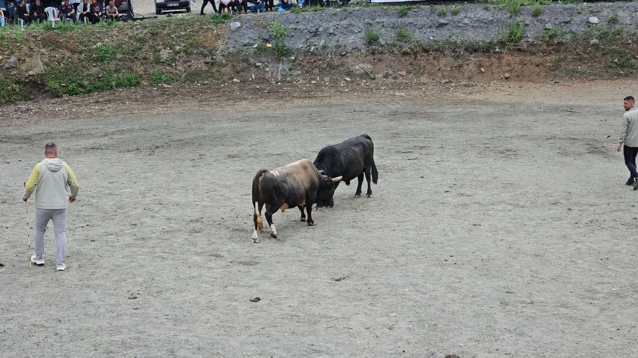 Borçka Çğala Vadisi Festivali