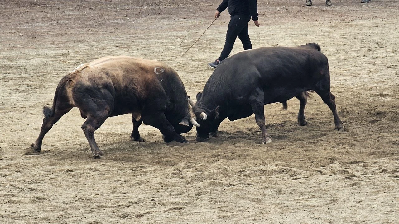 Murgul Damar Karagöl Kültür, Sanat ve Boğa Güreşleri Festivali