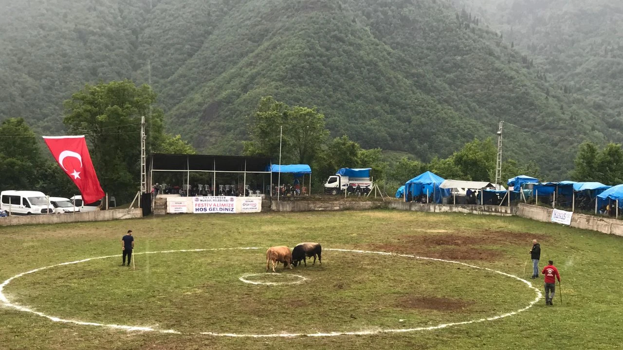 Osmanlı (Özmal) Köyü ve Çevre Köyleri Boğa Güreşleri Festivali