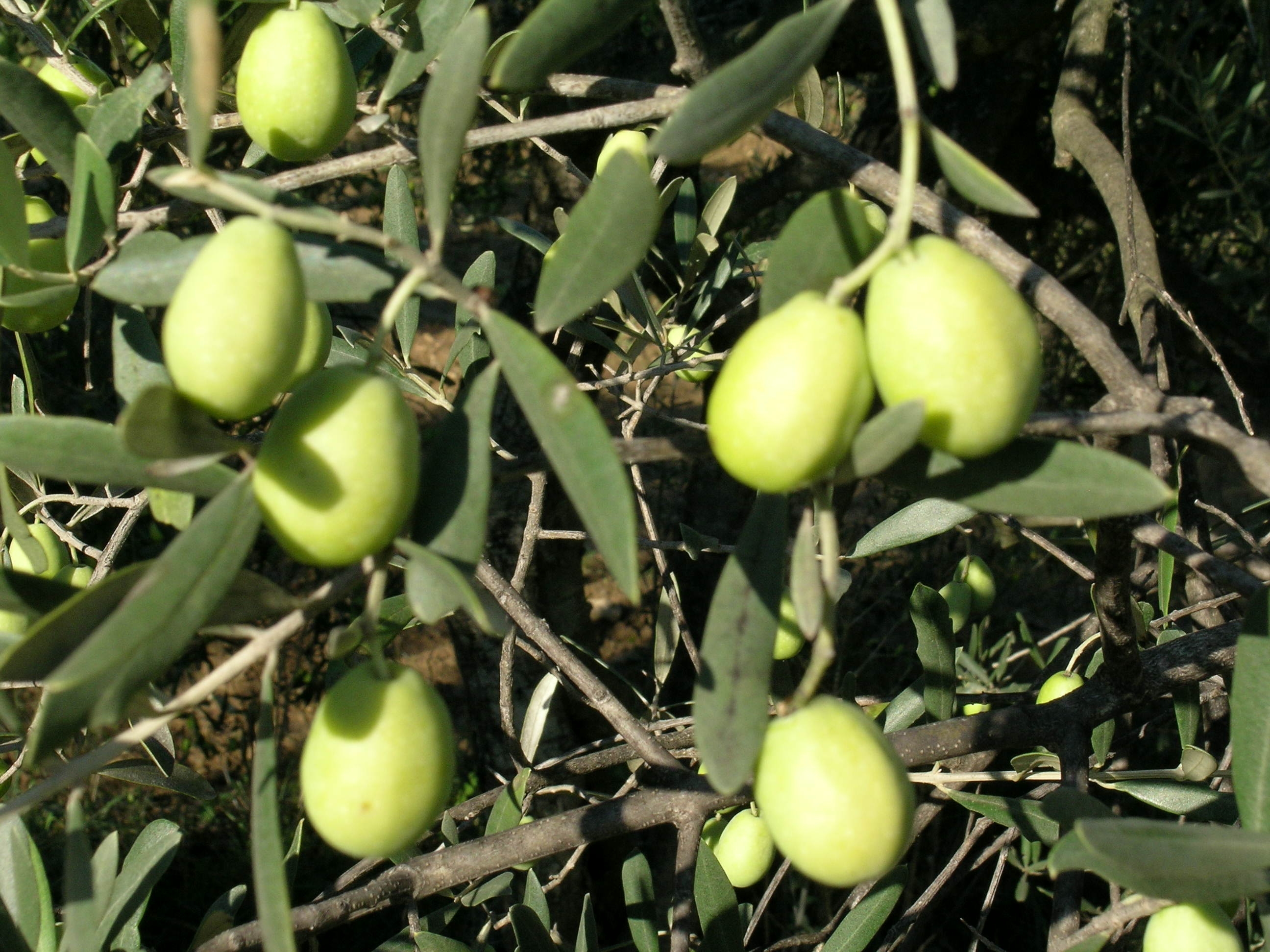 Yusufeli Zeytini